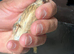 Linnet