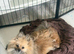 ** KC ORANGE SABLE POMERANIAN GIRL**