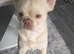 Fluffy frenchie
