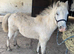 Welsh section A gelding