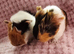 Sow pair