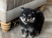 Beautiful Pomeranian pups!