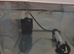 Male and female guppys for sale