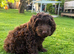 Very small F1 cockapoo puppies for sale