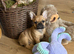 12 week old female frenchie
