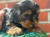 3 Beautiful boys available