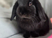 Black mini lop doe