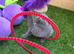 Beautiful British shorthair kittens