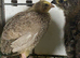 Japanese quails