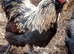 Chickens
