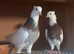 Breeding Pair Red Iranian Toghies For Sale