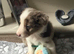 Stunning mixed litter of 8 Border Collies