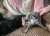 Puppies for sale