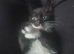 Kitten for sale