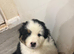Australian Shepherd Puppies