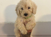Cockapoo puppies