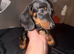 Miniature dachshund puppies for sale