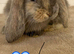 Pure Bred French Lops