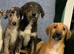 Collie x Lurcher puppies