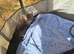 Grey tabby kittens