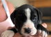 5 Bulldog/collie pups for sale
