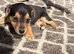 Jack russell puppies