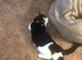 Missing black and white cat (Bambino)