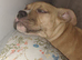 American bully