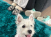 West highland terrior puppy