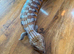 Large male nothan blue tunge