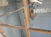 Dimorphic canaries for sale