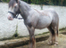 Silver - Sweet Blue Blagdon Cob Yearling Gelding