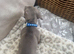Miniature Dachshund puppies READY NOW