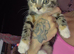 2 kittens seeking forever homes