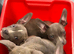 Micro bullies Ready to go