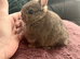 Netherland Dwarf pure breed baby Rabbits