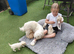 Ready Now Beautiful Champagne Maltipoo Puppies