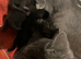 Three 5 month old cats looking for forever homes