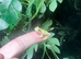 American green tree frog