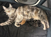 Beautiful tica reg Maine coon kittens.