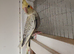Tame baby cockatel.