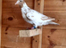 Yellow mueleman racing pigeon for sale