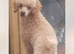 Cockerpoo puppy’s