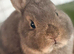 Make Netherland dwarf