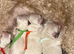 Goldendoodles available