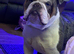 Merle KC stud