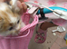 Siberian hypoallergenic kittens