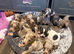 Chiweenie pups chihuahua cross dachshund