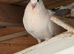 Pigeon for sale