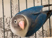 Dark blue lovebird for sale.